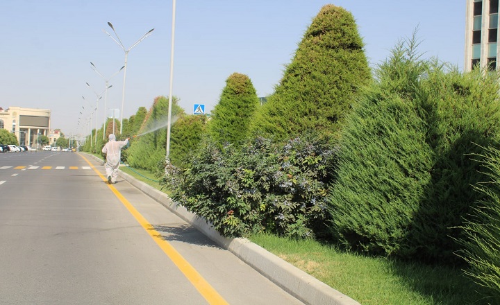 Samarqand Shahrida Manzarali Daraxtlarni Zararli Organizmlardan Himoya Qilish Bo‘Yicha Keng Ko‘Lamli Ishlar Olib Borilmoqda.