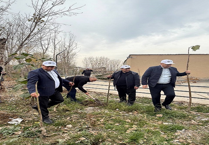 Ayni kunlarda "Yashil makon" umummilliy loyihasi doirasida Samarqand shahridagi bo‘sh yer maydonlariga daraxt ko‘chatlari ekish ishlari olib borilyapti.