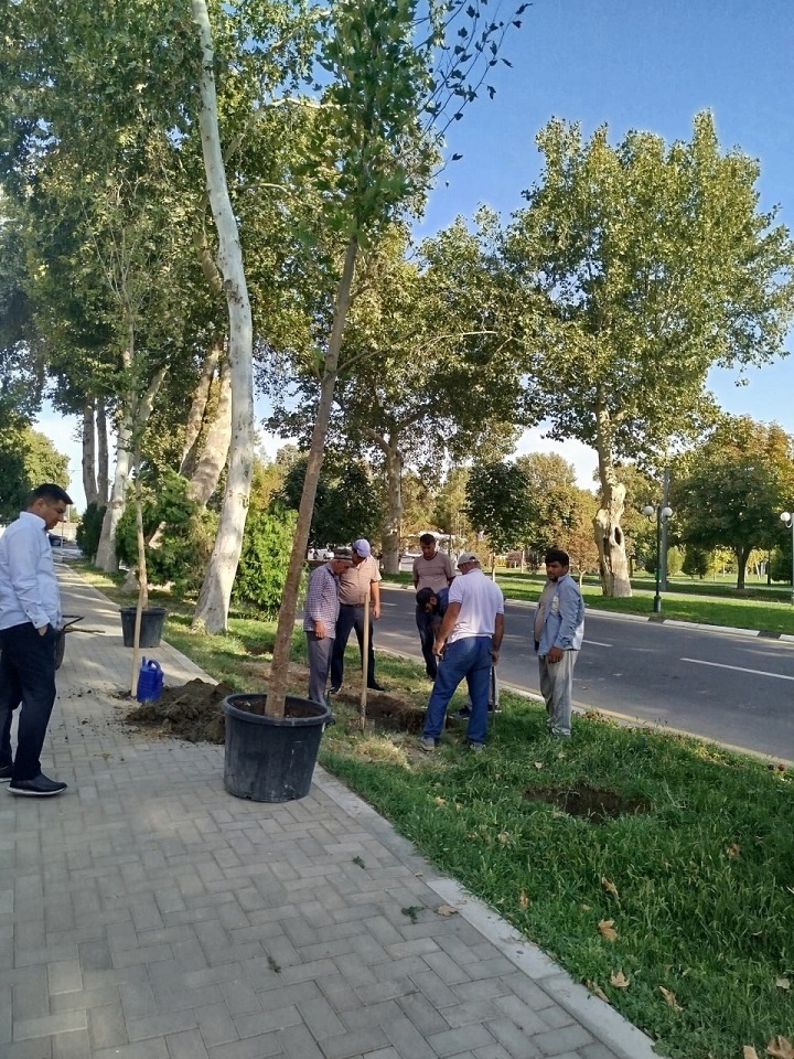 Kesilgan Uch Tup Chinorlar O‘Rniga Yangidan Chinor Ko‘Chatlari O‘Tqazildi